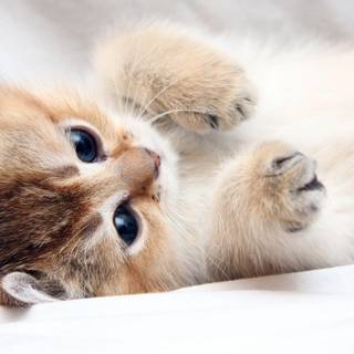 4k cute cat wallpaper