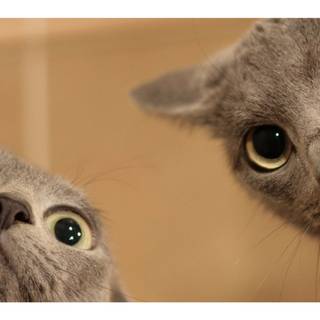 4k cute cat wallpaper