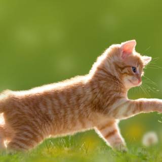 4k cute cat wallpaper