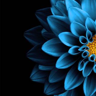 4k flower phone wallpaper