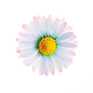 4k flower phone wallpaper