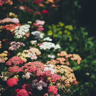 4k flower phone wallpaper