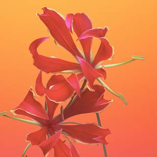 4k flower phone wallpaper