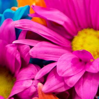 4k flower phone wallpaper