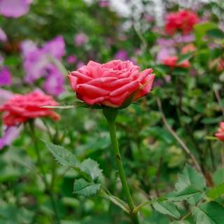 4k flower phone wallpaper