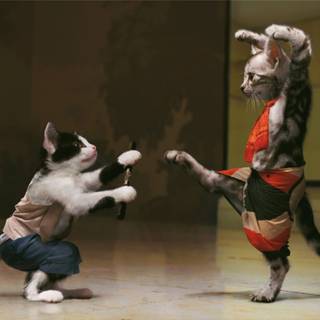 4k cute cat wallpaper