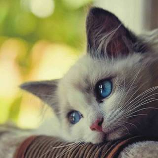 4k cute cat wallpaper