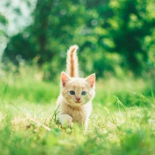 4k cute cat wallpaper
