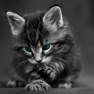 4k cute cat wallpaper