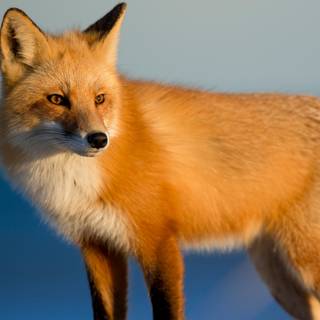 Animal 4k PC wallpaper