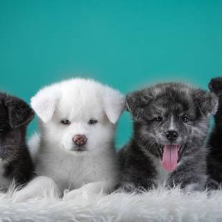 Animal 4k PC wallpaper