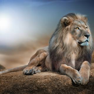 Animal 4k PC wallpaper