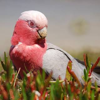 Galah wallpaper