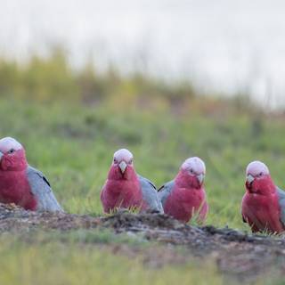 Galah wallpaper