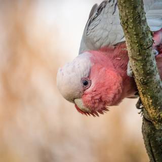 Galah wallpaper