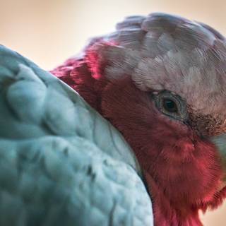 Galah wallpaper