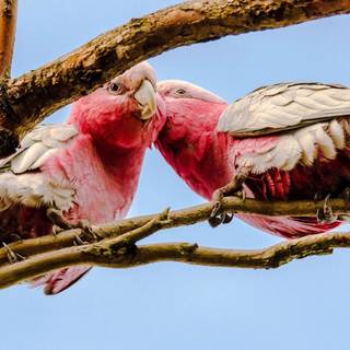 Galah wallpaper