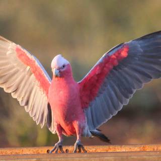 Galah wallpaper