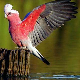 Galah wallpaper
