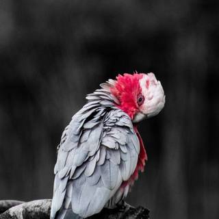 Galah wallpaper