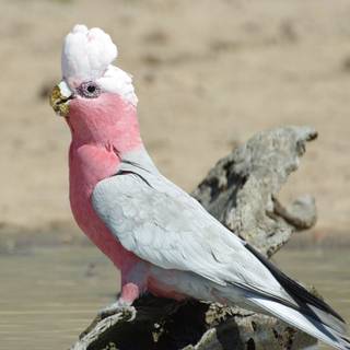 Galah wallpaper