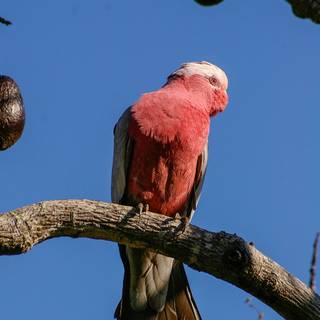 Galah wallpaper