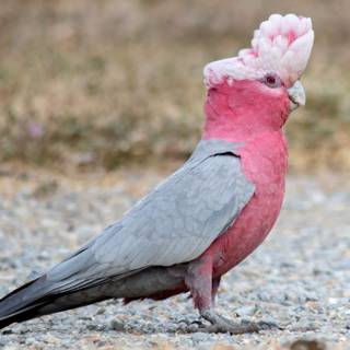 Galah wallpaper