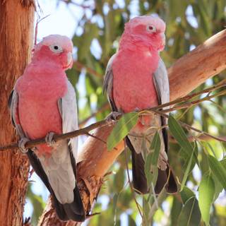 Galah wallpaper