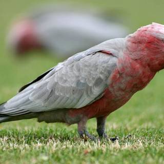 Galah wallpaper