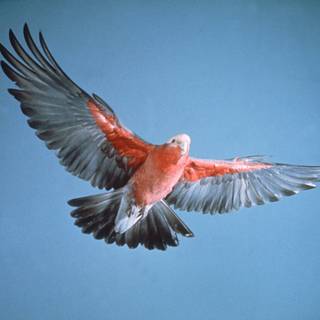 Galah wallpaper