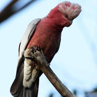 Galah wallpaper