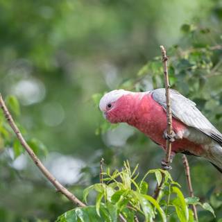 Galah wallpaper