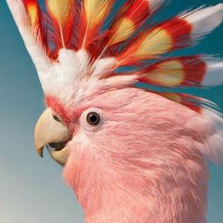 Galah wallpaper