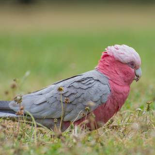 Galah wallpaper
