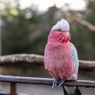 Galah wallpaper