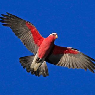 Galah wallpaper