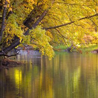 4k desktop cute wallpaper