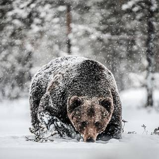 Killer bear wallpaper