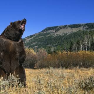 Killer bear wallpaper