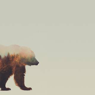Killer bear wallpaper