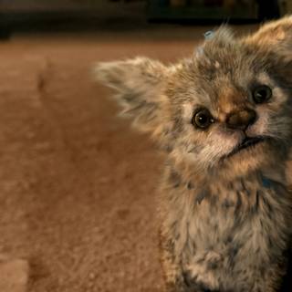 Chupa movie wallpaper