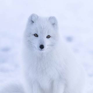 Mobile HD white wallpaper