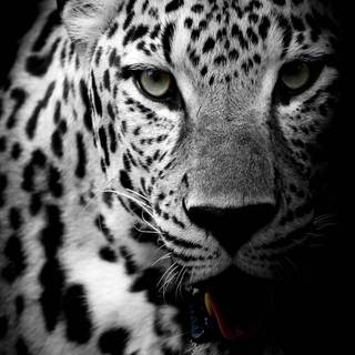 Mobile HD white wallpaper