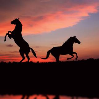 Night sunset wallpaper