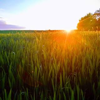 Morning village wallpaper