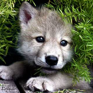 Pretty wolf wallpaper