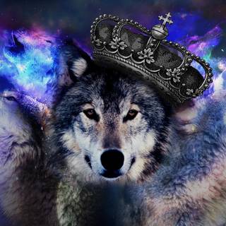 Pretty wolf wallpaper