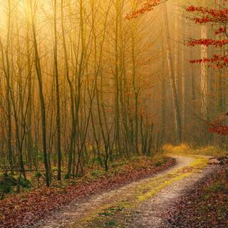 Autumn 4480x2520 wallpaper