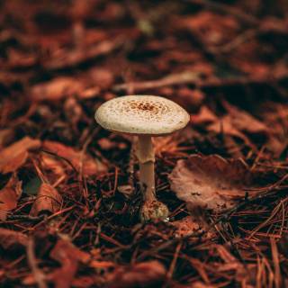 Mushroom autumn wallpaper