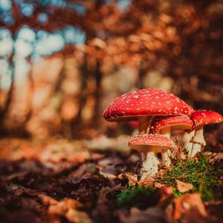 Mushroom autumn wallpaper
